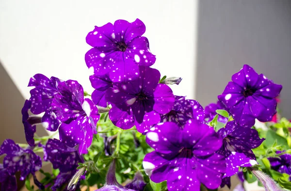 Beyaz Arka Planda Petunya Çiçekleri Çalılığı Resmi Kavra — Stok fotoğraf