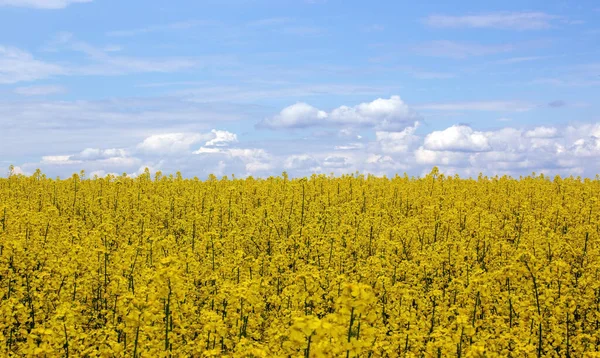 Gult Fält Raps Blom Med Blå Himmel Och Vita Moln — Stockfoto