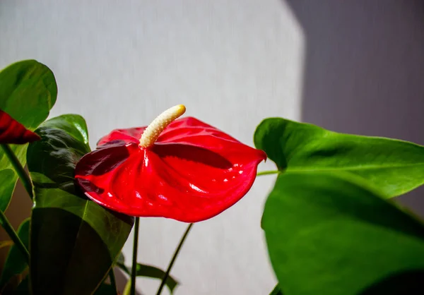 Piękny Czerwony Kwiat Anthurium Białym Tle Spokojny Charakter — Zdjęcie stockowe