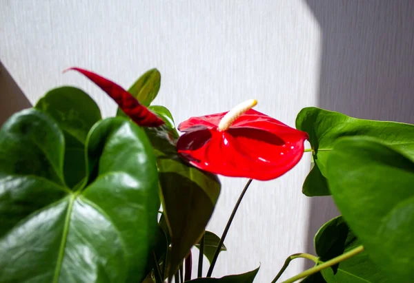 Piękny Czerwony Kwiat Anthurium Ciepłym Słońcu Białym Tle Spokojny Charakter — Zdjęcie stockowe