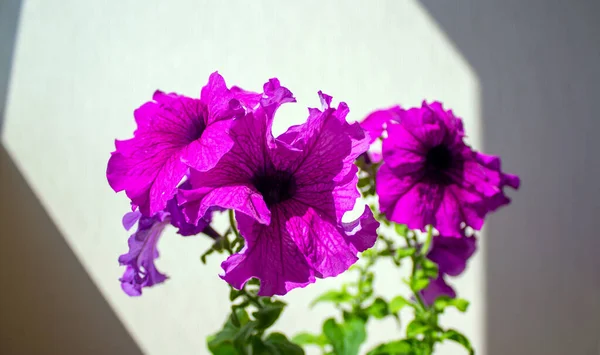 Krzew Kwiatów Petunii Białym Tle Koncepcja Obrazu Ciepłe Światło Słoneczne — Zdjęcie stockowe