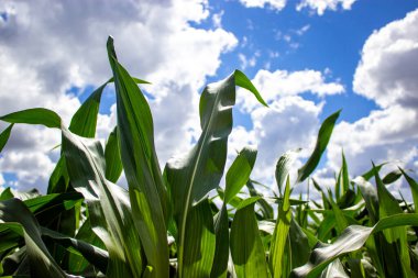 Mısır tarlası. Gökyüzüne karşı mısır yaprakları. Huzurlu bir doğa. Kavram.