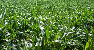 Mısır tarlası. Sıcak güneş ışığında mısır yaprakları. Huzurlu bir doğa. Kavram.