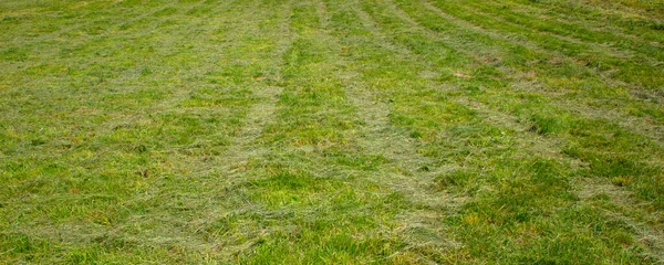 Rows Cut Green Grass Field Peaceful Nature Concept — Stock Photo, Image