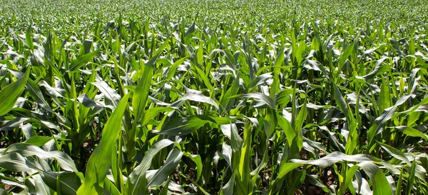 Cornfield. Corn leaves on warm sunshine. Peaceful nature. Concept.