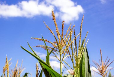 Mısır tarlasının arka planında çiçek açan mısır. Mısır tarlası. Gökyüzüne karşı mısır yaprakları. Huzurlu bir doğa. Kavram.