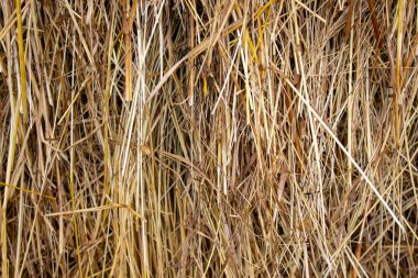 Saman arkaplan dokusunu kapat. Görüntüyü algıla. Huzurlu doğa.