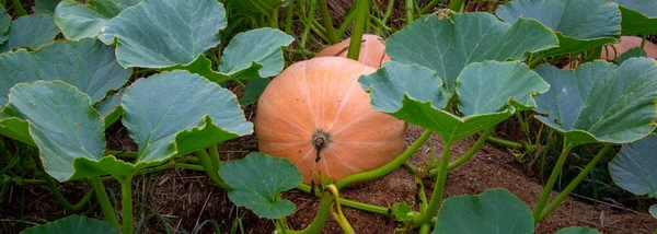 Ripe orange pumpkin in the field. Growing pumpkin. Pumpkin is an autumn food.