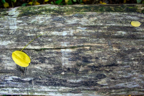 Άθλιο Φόντο Ξύλου Παλιές Ξύλινες Σανίδες Κίτρινα Πεσμένα Φύλλα Εικόνα — Φωτογραφία Αρχείου