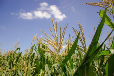 Mısır tarlasının arka planında çiçek açan mısır. Mısır tarlası. Gökyüzüne karşı mısır yaprakları. Huzurlu bir doğa. Kavram.