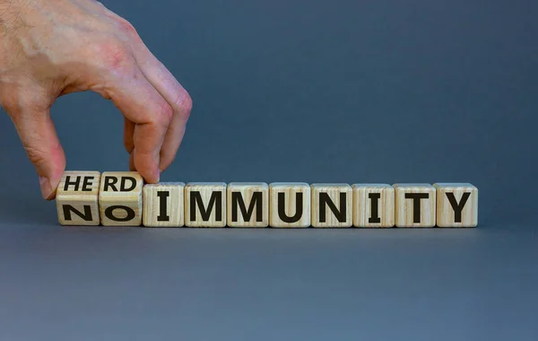 Male hand turns a cube and changes the expression \'no immunity\' to \'herd immunity\'. Beautiful grey background, copy space. Medical and covid-19 pandemic concept.
