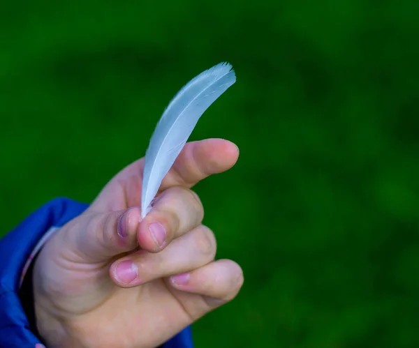 Child\'s hands holding feathers, close-up, mid section. White feather held in the palm of a child\'s hand. Beautiful green background.