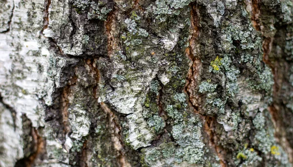 White Birch Tree Bark Small Spots Moss Beautiful Background — Stock Photo, Image