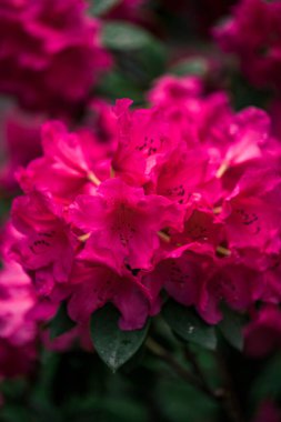 Bulanık Rhododendron pembe çiçeği sabah ışığında taze çiçek açıyor. Pembe Rhododendron çiçeği. Rododendron çiçeği desenli..