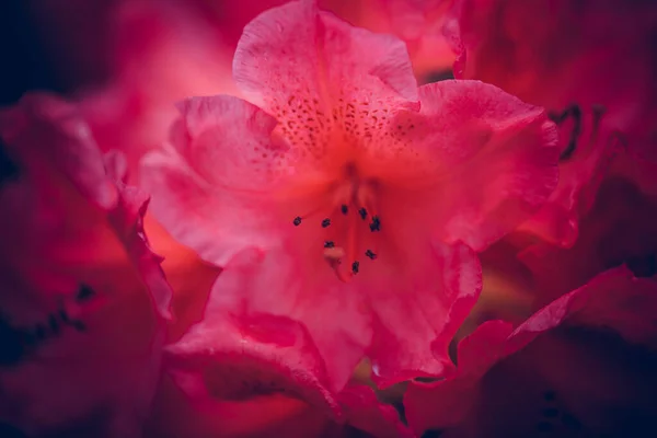Zamazany Różowy Kwiat Rododendronu Świeżo Kwitnący Porannym Świetle Różowy Kwiat — Zdjęcie stockowe