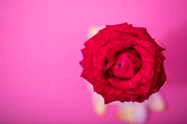 Rosa Rosa Backgorund Flor Día San Valentín Día Madre Día — Foto de Stock
