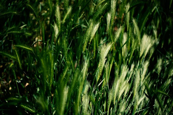 Закрыть Фото Зеленого Пшеничного Поля Солнечного Дня — стоковое фото