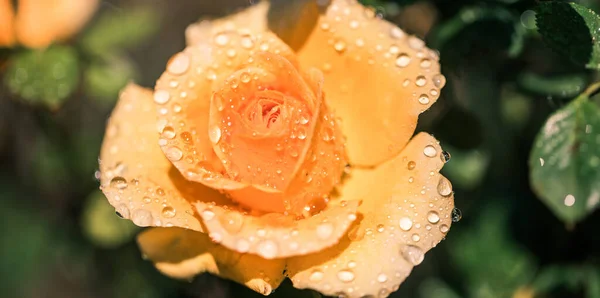 beautiful orange rose with water drops in closeup. Extreme close-up of a beautiful rose with dewdrops.