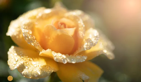 Beautiful Orange Rose Water Drops Closeup Extreme Close Beautiful Rose — Stock Photo, Image