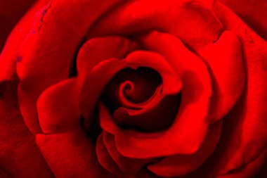 Doğal kırmızı güller, yakın plan. Koyu kırmızı gülün en güzel manzarası.