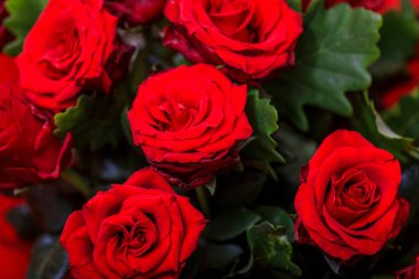 Bir buket taze gül, parlak bir arka plan..