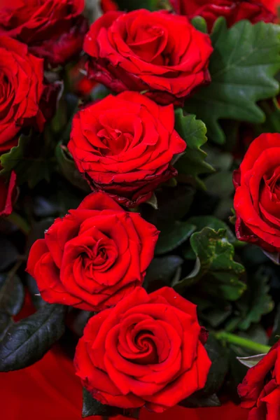 Bouquet Fresh Roses Flower Bright Background — Stock Photo, Image