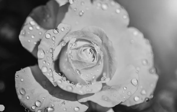 Beautiful Orange Rose Water Drops Closeup Extreme Close Beautiful Rose — Stock Photo, Image