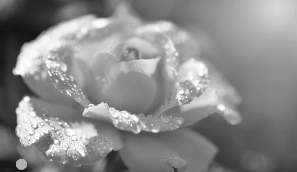 Piękna Pomarańczowa Róża Kroplami Wody Zbliżeniu Ekstremalne Zbliżenie Pięknej Róży — Zdjęcie stockowe