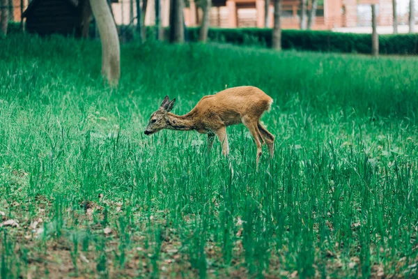 一头白尾鹿站在草地上 鹿站在田野里 — 图库照片