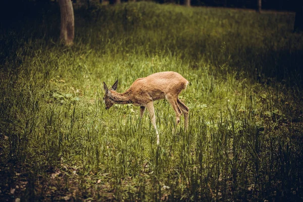 一头白尾鹿站在草地上 鹿站在田野里 — 图库照片