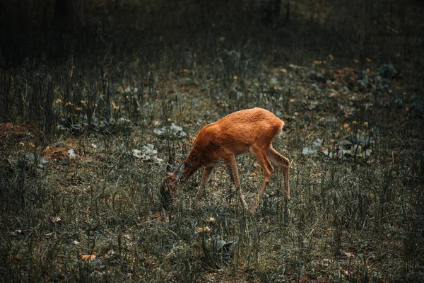 Ein Rehkitz Mit Einem Weißen Schwanz Steht Auf Einer Wiese — Stockfoto