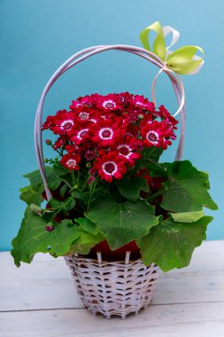 Sepetteki yaz çiçekleriyle dolu bir hayat. Tahta arka planda sepetteki bahar çiçekleri.