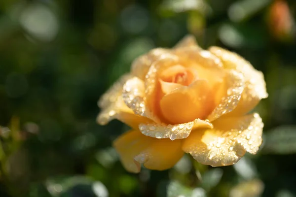 Hermosa Rosa Naranja Con Gotas Agua Primer Plano Extremo Primer —  Fotos de Stock