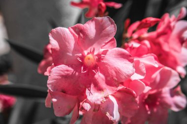 Pelargonium Capitatum. Mor sardunyalardan oluşan bir sapın yakınında..
