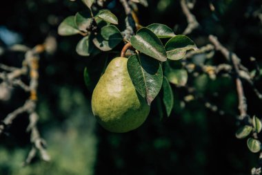 Ağaçtan sarkan olgun armut. Meyve bahçesindeki ağaçta armut meyvesi.