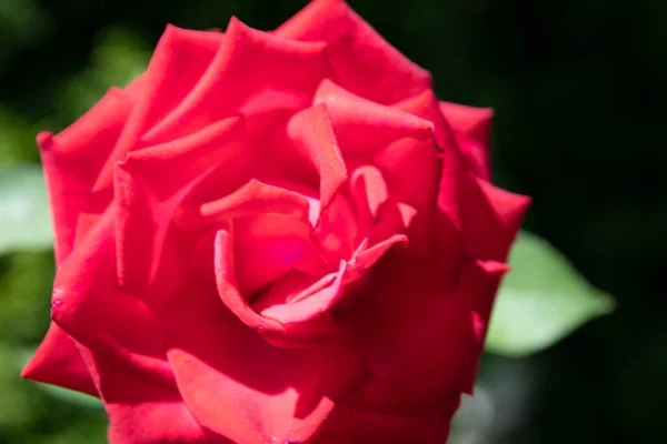 Primer Plano Rosa Jardín Hermosa Rosa Roja Rama Jardín — Foto de Stock