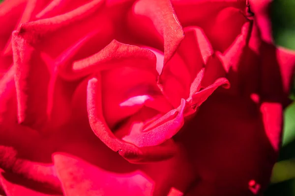 Primer Plano Rosa Jardín Hermosa Rosa Roja Rama Jardín — Foto de Stock