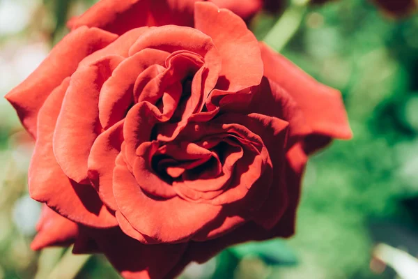 Primer Plano Rosa Jardín Hermosa Rosa Roja Rama Jardín — Foto de Stock