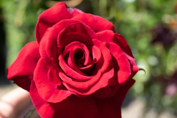 Primer Plano Rosa Jardín Hermosa Rosa Roja Rama Jardín — Foto de Stock