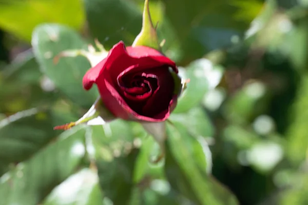 Primer Plano Rosa Jardín Hermosa Rosa Roja Rama Jardín — Foto de Stock