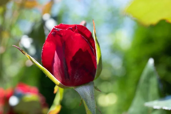 Close Garden Rose Beautiful Red Rose Branch Garden — Stock Photo, Image