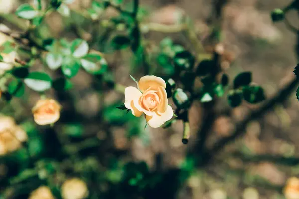 Algunas Rosas Amarillas Anaranjadas Jardín — Foto de Stock