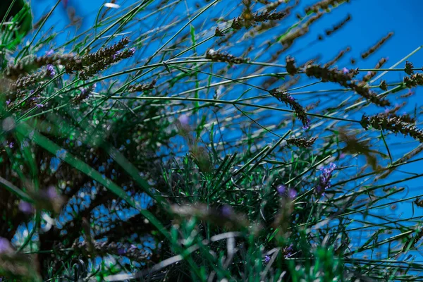 Detaiil Flores Color Púrpura Lavanda Flor — Foto de Stock