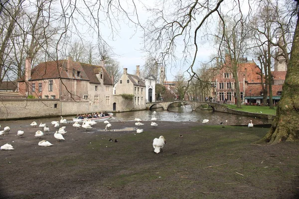 beautiful landscape full of houses with ducks in the backyard