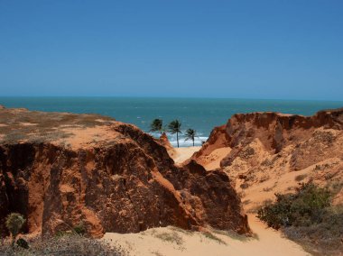 Güneşli bir günde sahile yakın üç hindistan cevizi ağacının güzel manzarası.