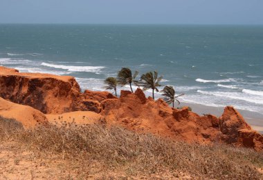 Ouro Branco Sahili 'nin üç hindistan cevizi ağacının kuru otuyla güzel manzarası.
