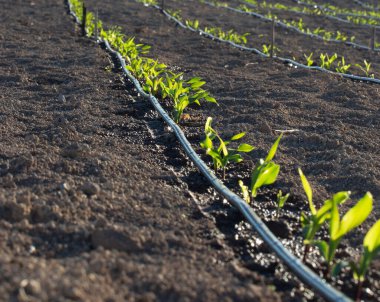 Sulama sistemindeki küçük bitkiler
