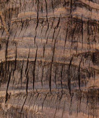 NATURAL OĞLU TEKSİZ SÜRESİ