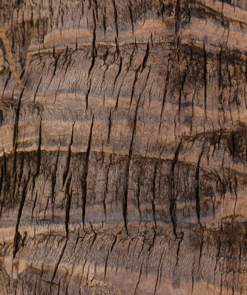 NATURAL OĞLU TEKSİZ SÜRESİ