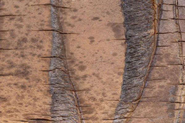 天然木のテクスチャ表面 — ストック写真